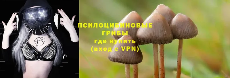 Псилоцибиновые грибы Psilocybe  магазин продажи   Дрезна 